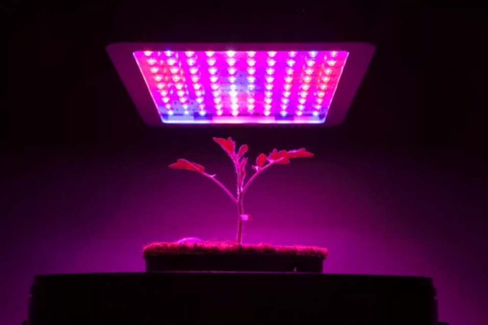 Seed Starting, Grow Lights